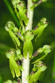 Attēlu rezultāti vaicājumam “Listera ovata leaf”