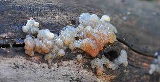 Attēlu rezultāti vaicājumam “Exidia thuretiana”