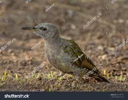 Attēlu rezultāti vaicājumam “Picus canus female”