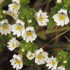 Attēlu rezultāti vaicājumam “Euphrasia”