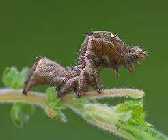 Attēlu rezultāti vaicājumam “Abrostola triplasia”