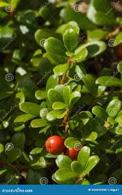 Attēlu rezultāti vaicājumam “Arctostaphylos uva-ursi fruit”