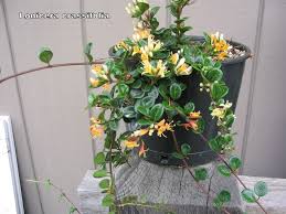 Attēlu rezultāti vaicājumam “Lonicera”