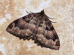 Attēlu rezultāti vaicājumam “Triphosa dubitata”