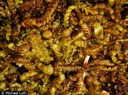 Attēlu rezultāti vaicājumam “Gymnocolea inflata”