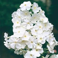 Attēlu rezultāti vaicājumam “Phlox paniculata”