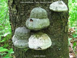 Attēlu rezultāti vaicājumam “Fomes fomentarius”