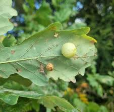 Attēlu rezultāti vaicājumam “Cynips quercusfolii”
