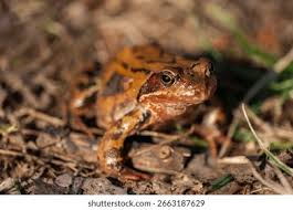 Attēlu rezultāti vaicājumam “Rana temporaria”