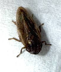 Attēlu rezultāti vaicājumam “Philaenus spumarius nymph”