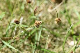 Attēlu rezultāti vaicājumam “Luzula pilosa leaf”