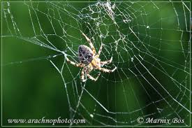 Attēlu rezultāti vaicājumam “Araneus diadematus juvenile”