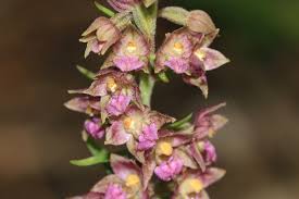 Attēlu rezultāti vaicājumam “Epipactis atrorubens bud”