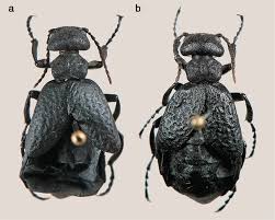 Attēlu rezultāti vaicājumam “Meloe sp.”