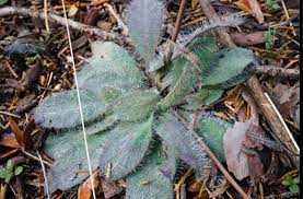 Attēlu rezultāti vaicājumam “Pilosella officinarum”