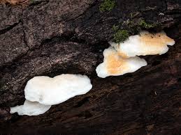 Attēlu rezultāti vaicājumam “Postia fragilis”