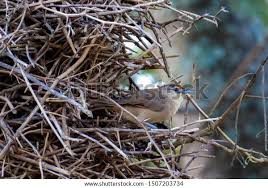Attēlu rezultāti vaicājumam “Troglodytes troglodytes nest”