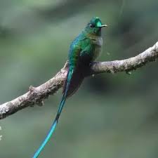 Attēlu rezultāti vaicājumam “Lycogala asperum sessile”