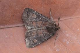 Attēlu rezultāti vaicājumam “Rusina ferruginea male”