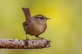 Attēlu rezultāti vaicājumam “Troglodytes troglodytes adult”
