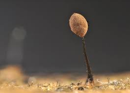 Attēlu rezultāti vaicājumam “Comatricha tenerrima”