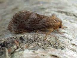 Attēlu rezultāti vaicājumam “Phymatopus hecta”