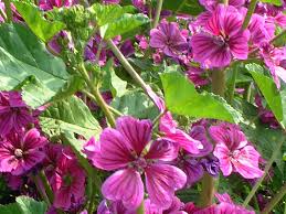 Image result for Malva sylvestris var. mauritiana