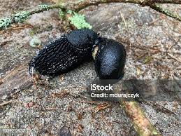 Attēlu rezultāti vaicājumam “Limax cinereoniger”