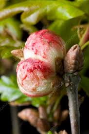 Attēlu rezultāti vaicājumam “Quercus robur bud”