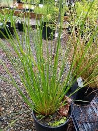 Attēlu rezultāti vaicājumam “Juncus effusus”