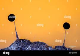 Attēlu rezultāti vaicājumam “Paradiacheopsis sp.”