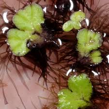 Attēlu rezultāti vaicājumam “Ricciocarpos natans”