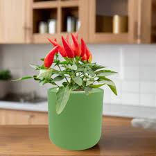 Afbeeldingsresultaat voor jalapeno early hot pepper