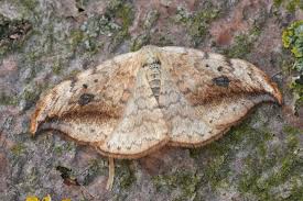 Attēlu rezultāti vaicājumam “Drepana falcataria”