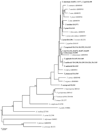 Attēlu rezultāti vaicājumam “Taphrina padi”