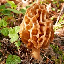 Attēlu rezultāti vaicājumam “Fuligo gyrosa spores”