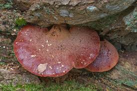 Attēlu rezultāti vaicājumam “Fistulina hepatica”