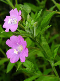 Attēlu rezultāti vaicājumam “Epilobium hirsutum flower”