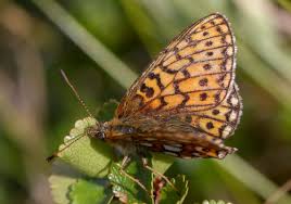 Attēlu rezultāti vaicājumam “Boloria eunomia underside”
