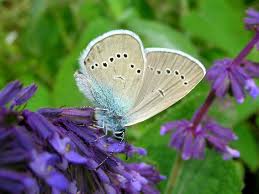 Attēlu rezultāti vaicājumam “Cyaniris semiargus male”