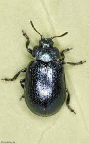 Attēlu rezultāti vaicājumam “Linaeidea aenea”