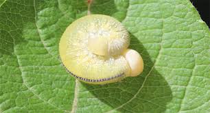 Attēlu rezultāti vaicājumam “Cimbex luteus”