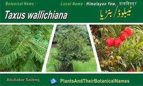 Attēlu rezultāti vaicājumam “Taxus wallichiana”