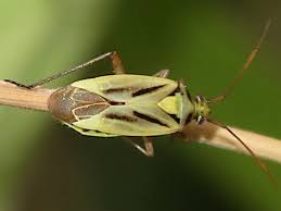 Attēlu rezultāti vaicājumam “Stenotus binotatus male”