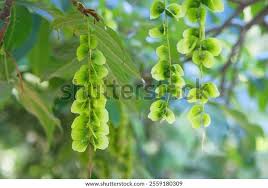 Attēlu rezultāti vaicājumam “Pterocarya fraxinifolia leaf”