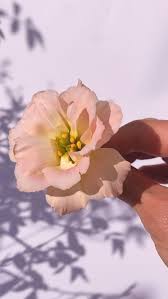 Attēlu rezultāti vaicājumam “Libanotis montana flower”