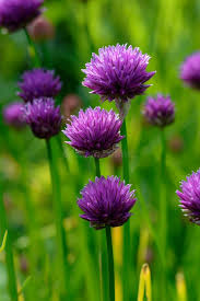 Attēlu rezultāti vaicājumam “Allium schoenoprasum bud”