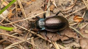 Attēlu rezultāti vaicājumam “Carabus nemoralis”