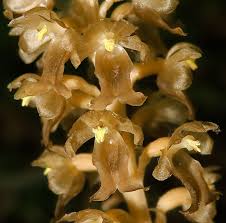 Attēlu rezultāti vaicājumam “Neottia nidus-avis”