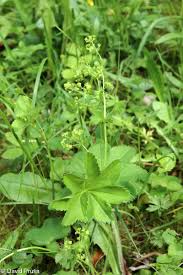 Attēlu rezultāti vaicājumam “Alchemilla vulgaris aggr. bud”